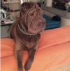 chien